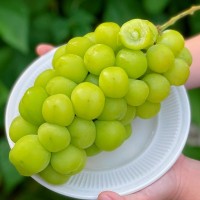 大涼山陽光玫瑰 青提葡萄 產地直發生鮮水果陽光玫瑰 一件代發